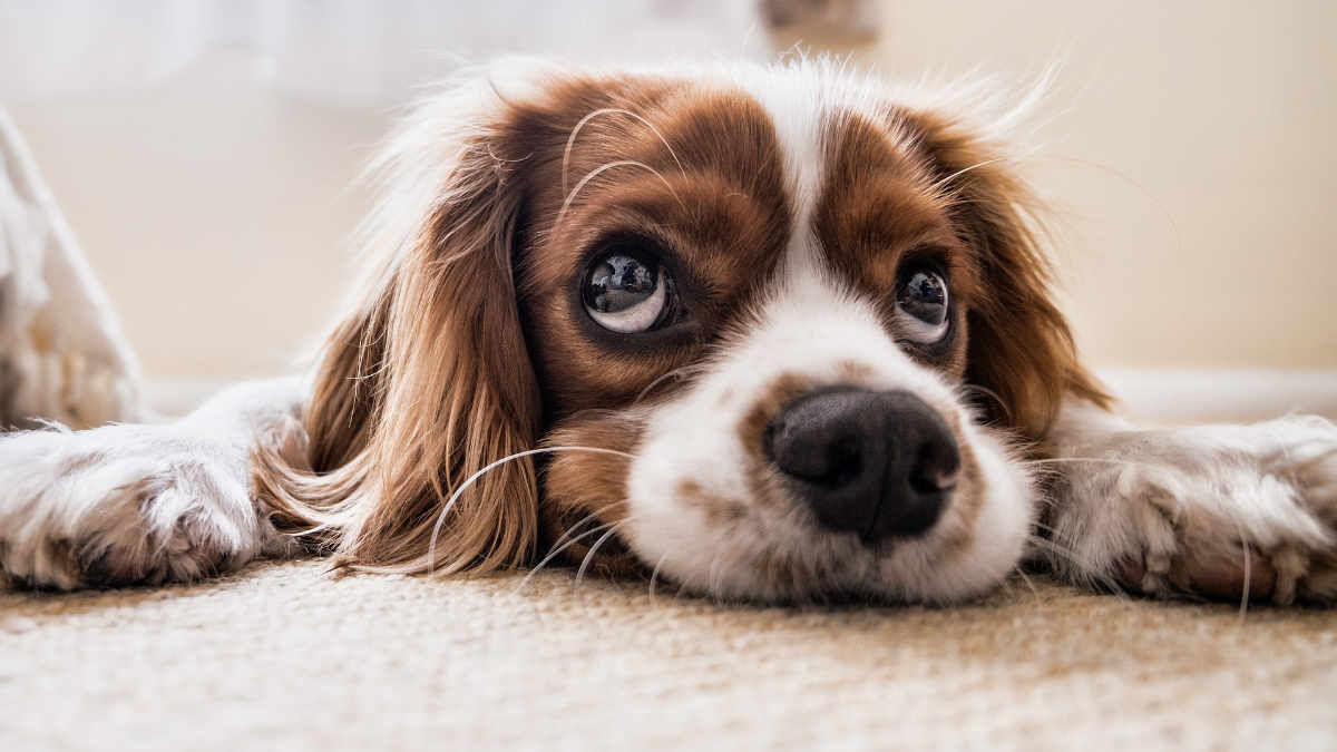 Conosci il tuo cane