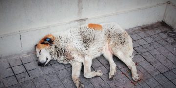 Dieci cani abbandonati sul balcone