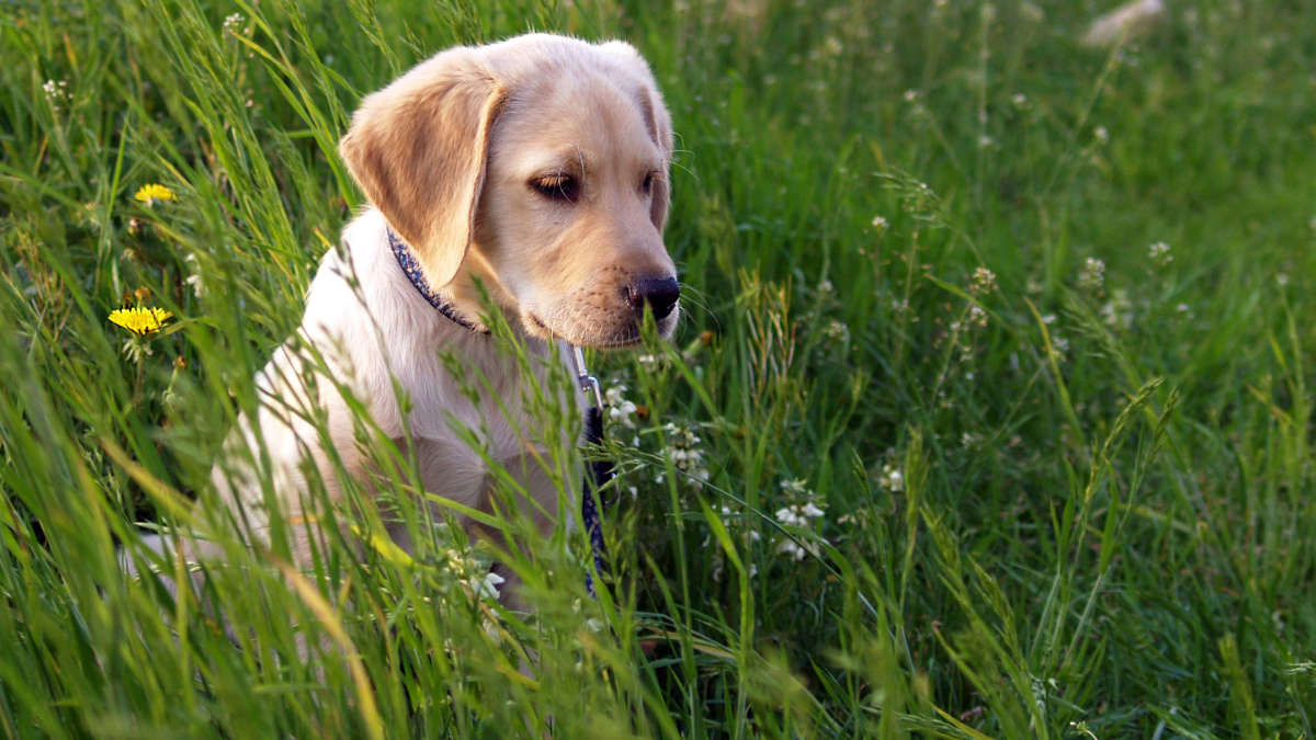 Rapiscono il cane e poi chiedono il riscatto