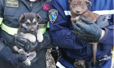 Cuccioli intrappolati a Torino