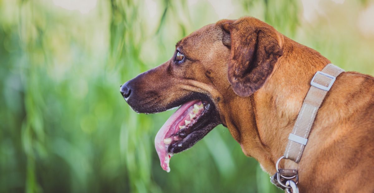 droga nel collare del cane torino