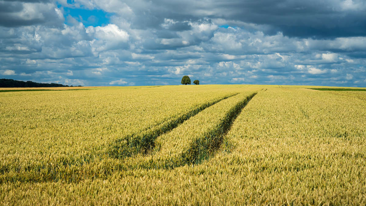 Campo di grano